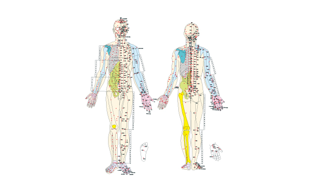 人体结构经络穴位矢量图