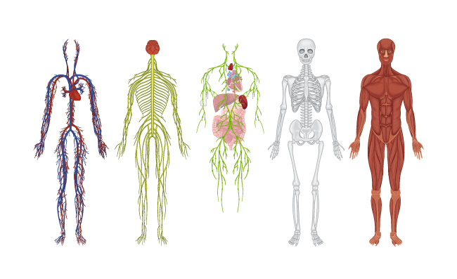 人体结构血管经络骨骼机构器官插图矢量