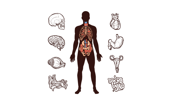 人体解剖学手绘内部器官矢量图