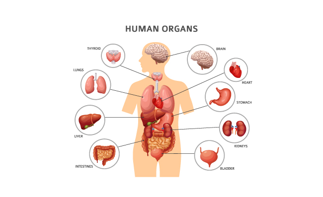 人体内部器官肝脏大脑，胃，肺，肾脏，心脏，医学解剖学矢量数据图表