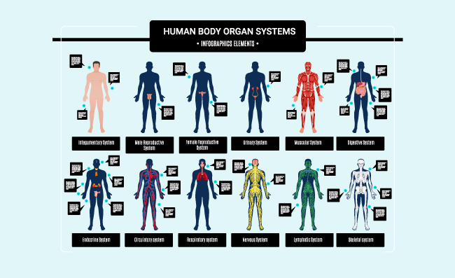 人体内部器官循环神经骨骼系统矢量图人体信息图表