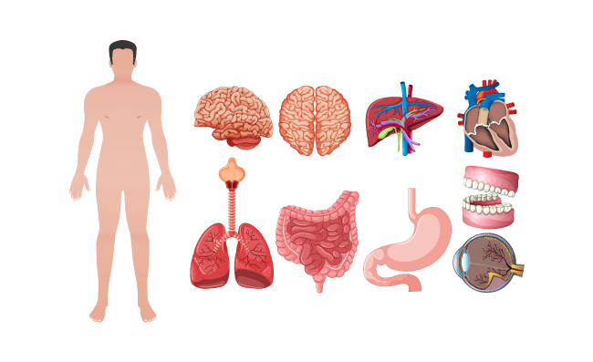人体器官解析图矢量插图