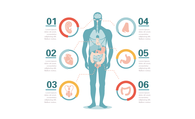 人体器官解析信息图