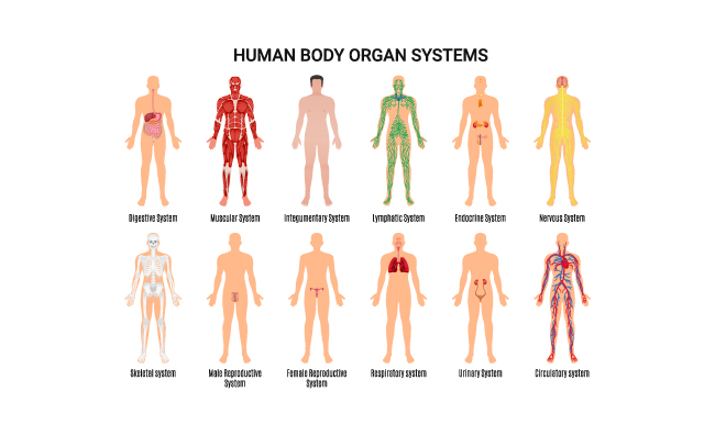 人体器官系统平面解剖生理学矢量图