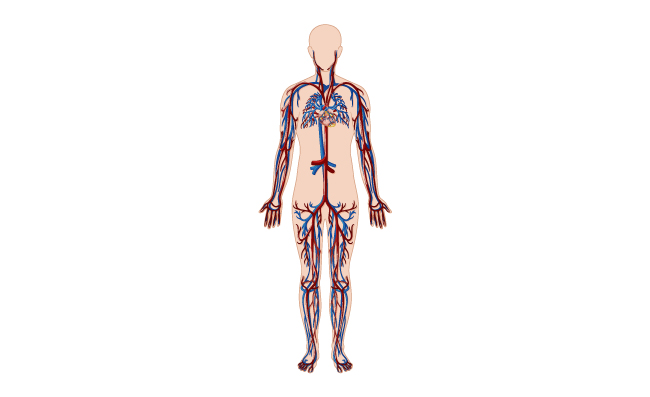 人体心血管系统元素矢量图片