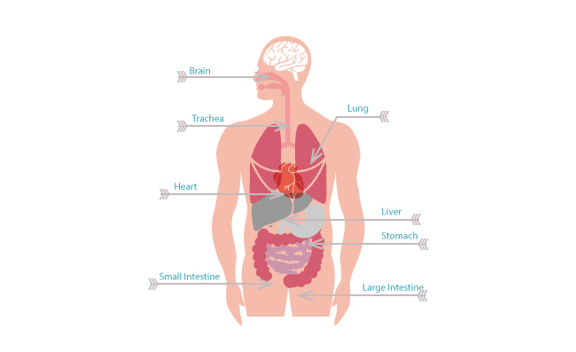 矢量人体结构器官插图矢量