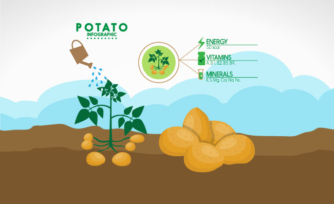 土豆植物信息图表素材