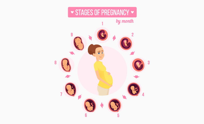 整个孕期卵胚的生育力胎儿成长阶段新生婴儿发育矢量插图数据图表
