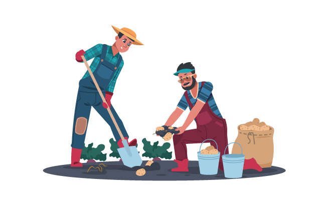 挖土豆的农场农业工作卡通农民人物在田里工作矢量插图
