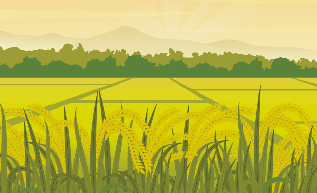 稻田水稻成熟的谷子农田风景插图