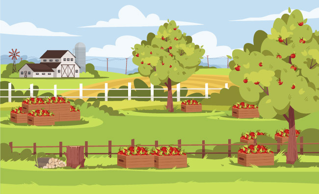 农场果园采摘苹果树成熟的果子果园景色