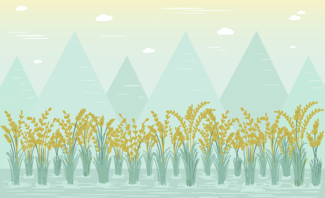 水稻稻田风景插图
