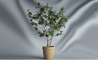 山茶花植物盆景三维模型