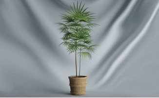 竹树棕树植物摆件盆景造型三维模型