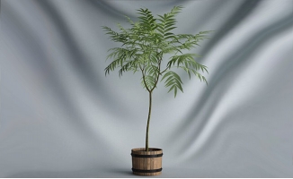 木头材质植物摆件盆景模型C4D素材