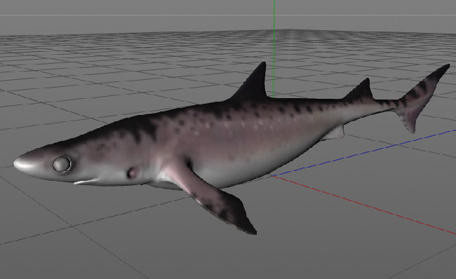 鲨鱼三维模型海洋生物素材