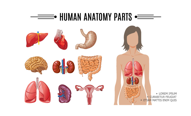 卡通人体矢量器官系统插图