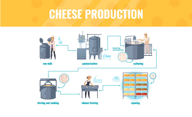 工艺生产加工工厂乳酪生产处理线包括牛奶巴氏消毒法卡通信息图表