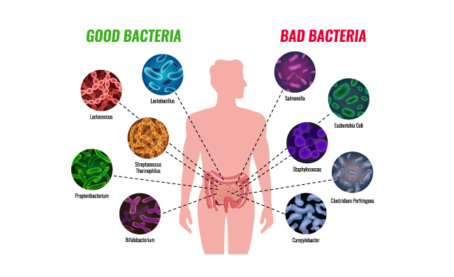 好的和坏的细菌人体肠道矢量图