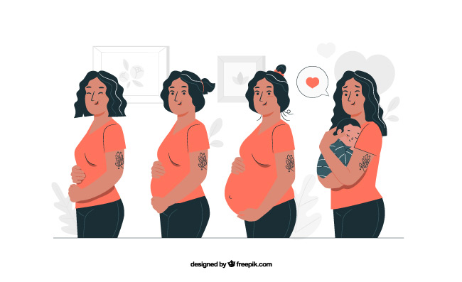 怀孕不同阶段的身体变化矢量