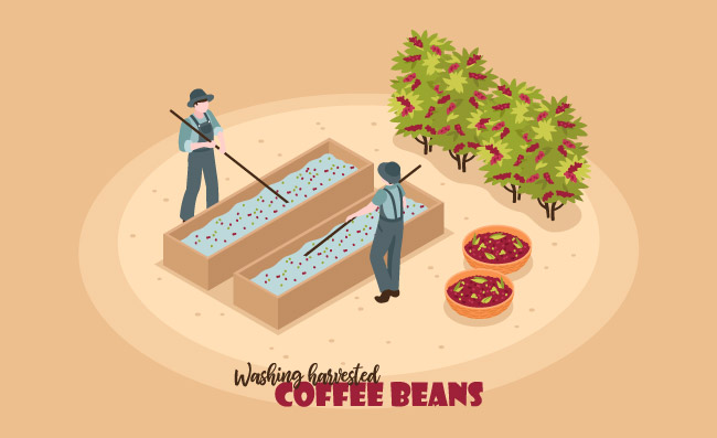 咖啡生产两名工人收获咖啡豆矢量图
