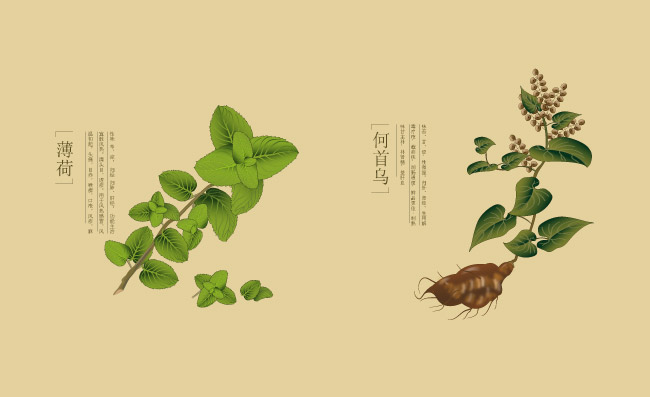 薄荷何首乌矢量植物药材素材图