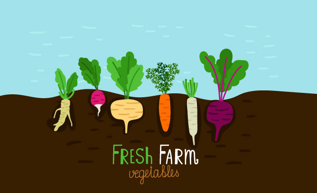 菜园生长菜家庭农厂食物增长地面下的各种萝卜种植的菜