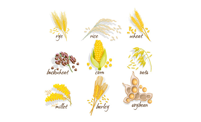 谷物图标集黑麦水稻小麦玉米燕麦小米大豆耳朵的谷物矢量图