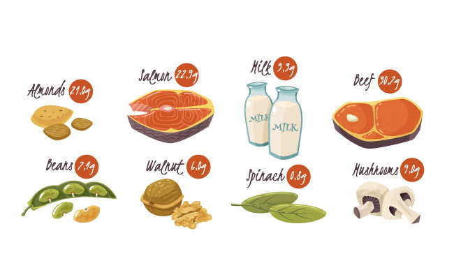 卡通食物蛋白质图标健康饮食食品矢量插图