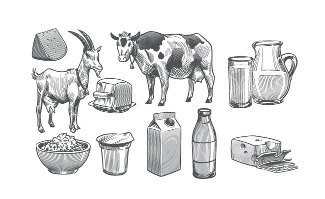 手工绘制的乳制品农场牛山羊牛奶健康新鲜黄油干酪酸奶矢量素描