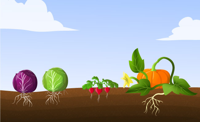 有机蔬菜生长健康食品农产品土壤矢量图