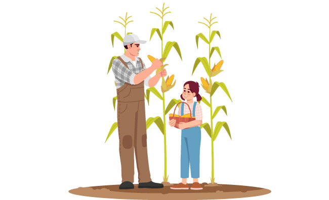 收集玉米作物半平RGB颜色矢量图当地生产新鲜蔬菜牧场家庭活动父亲和女儿隔绝了在白色背景的漫画人物收集玉米作物半平RGB颜色矢量图