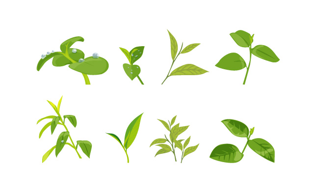 茶叶植物叶子素材矢量