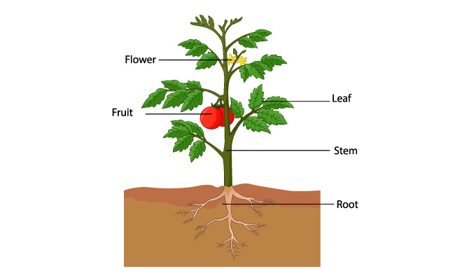 番茄西红柿食物蔬菜生长植物