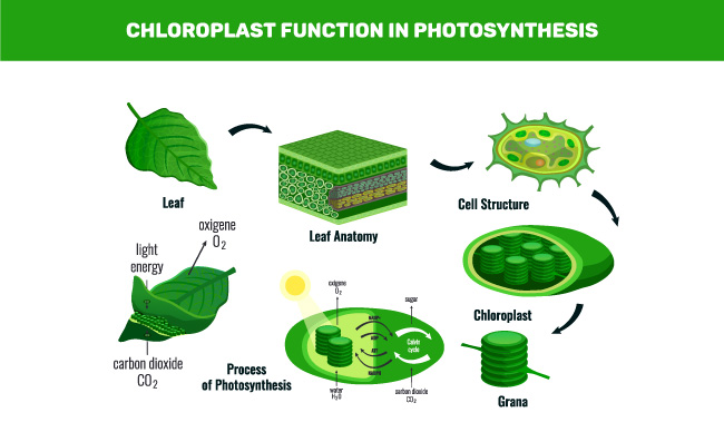 光合作用叶子剖析植物细胞绿叶矢量