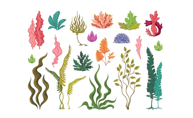 海草植物卡通素材