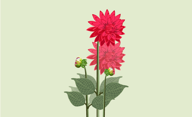 红色菊花