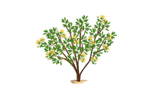 开黄花的小树植物素材