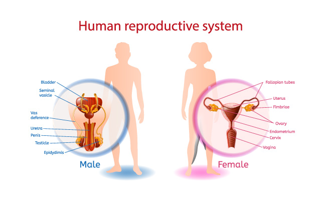 抽象男人和女人人类结构生殖系统解剖生殖器特写视图