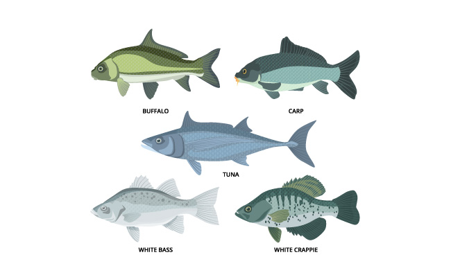 淡水和海洋野生鱼类生物卡通插图