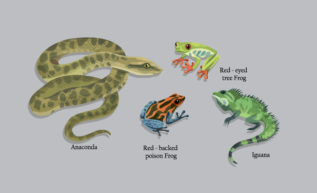 动物教育设计元素蟒蛇蛙鬣蜥素描免费矢量图