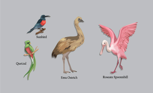 动物书设计元素鸟类物种素描免费矢量图