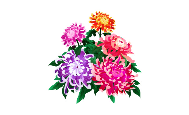色彩艳丽的菊花矢量图
