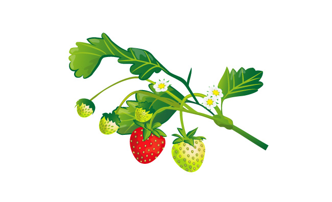 水果植物草莓矢量