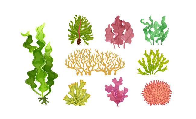 水母海洋植物卡通素材图片