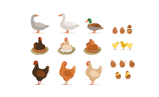 鸡雏母鸡鸭等农家禽及其蛋在动画片样式设置的传染媒介例证鸡和鹅鸭和鸡鸡蛋鸡雏母鸡鸭等农家禽及其蛋卡通风格的矢量插图集