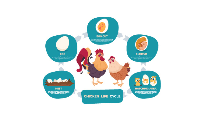 鸡的生命周期鸡和公鸡卡通信息图表与生活步骤从巢蛋到胚胎婴儿和成年母鸡传染媒介图象设置了图发展鸟本质上鸡的生命周期鸡和公鸡卡通信息图表与生活步骤从巢蛋到胚胎婴儿和成年鸟向量集
