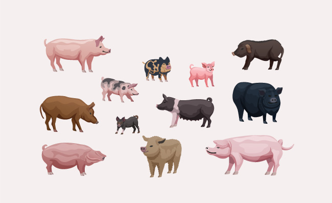 卡通动物不同猪种猪插画矢量