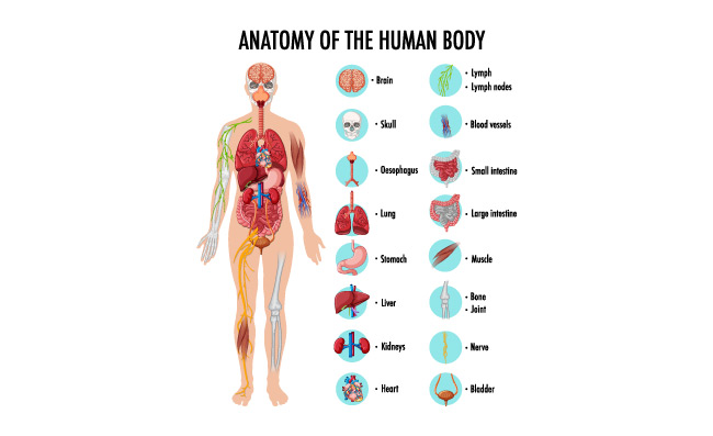 人体器官信息图表的解剖矢量图