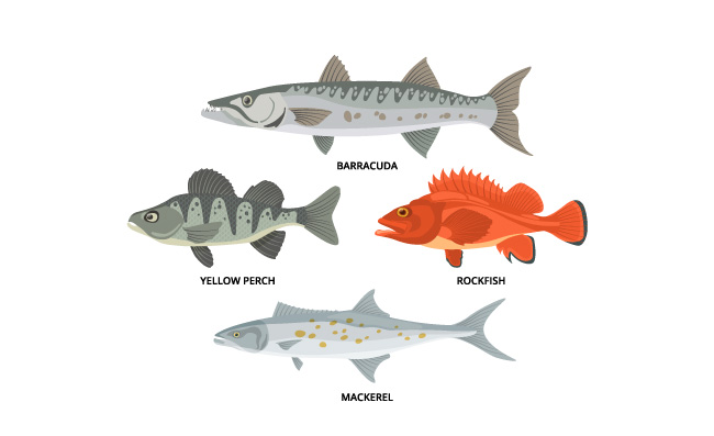 野生淡水和海洋鱼类生物卡通插图